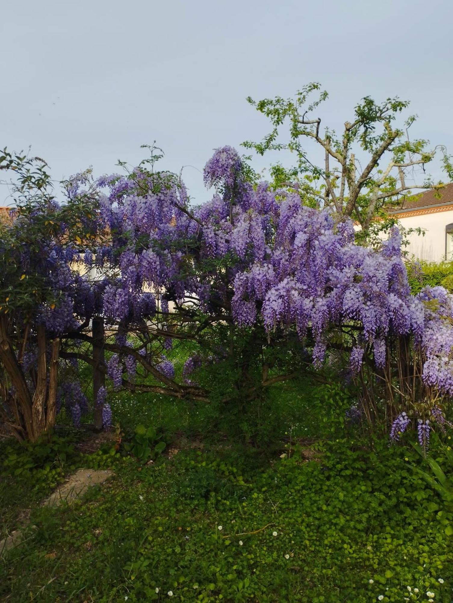 T1 bis indépendant dans maison individuelle Albi Extérieur photo